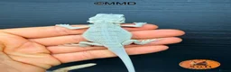 Bearded Dragon reptiles for sale: Stunning baby bearded dragons ready to go!  - Advert 5