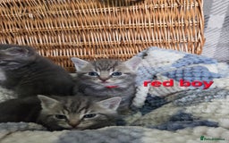 Mixed Breed cats for sale: Beautiful kittens  - Image 8