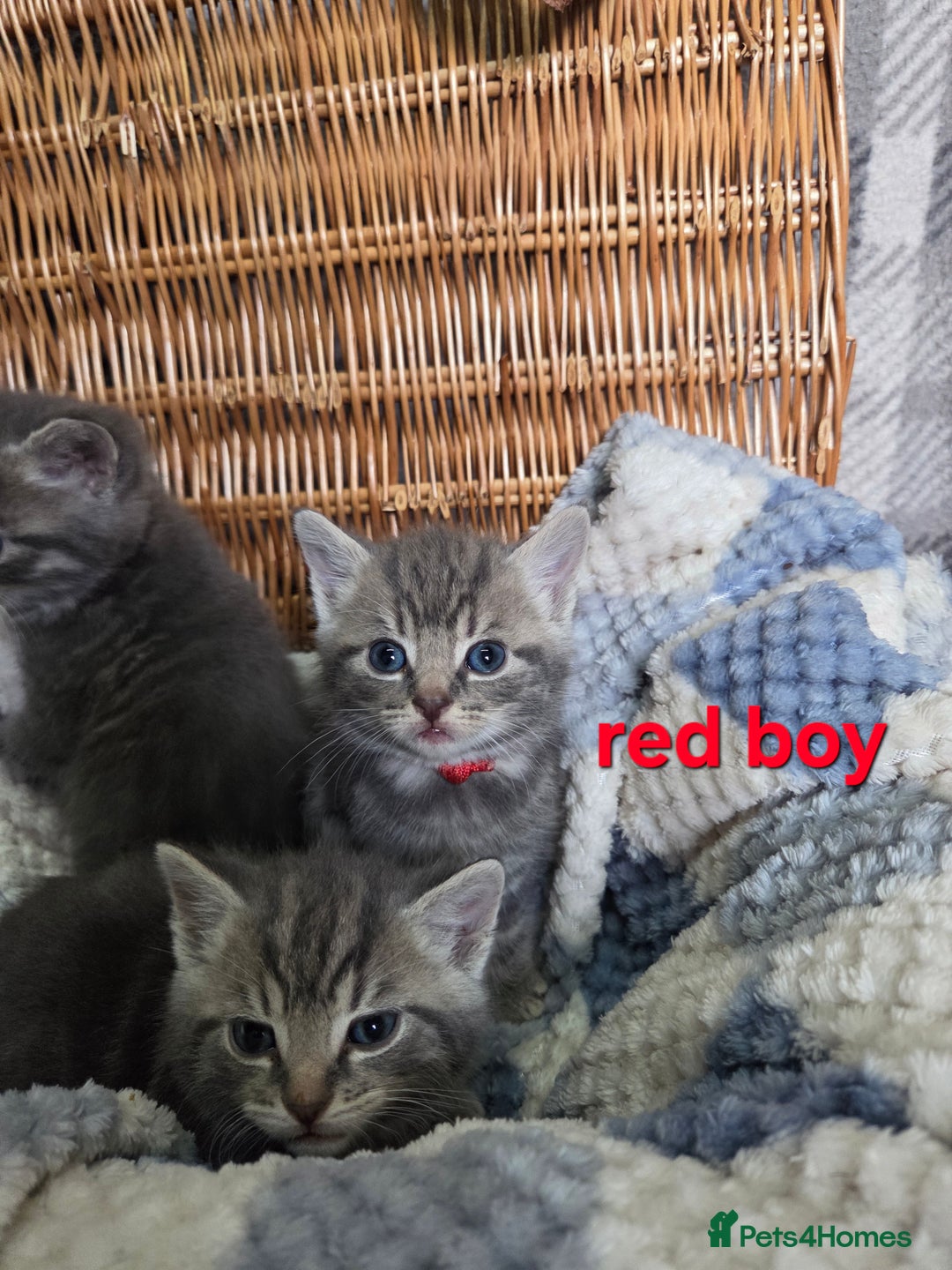 Mixed Breed cats for sale: Beautiful kittens  - Image 8