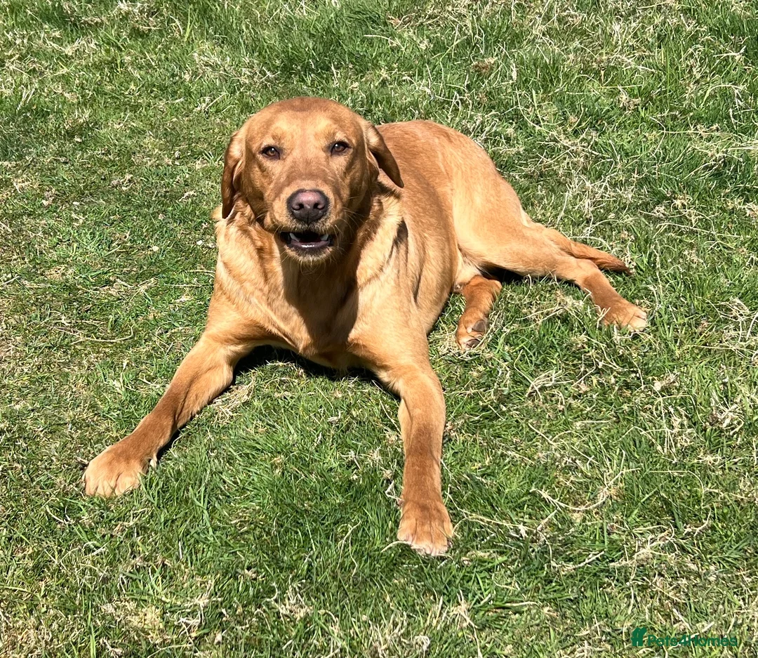 Labrador Retriever dogs for sale: KC black Labradors  - Advert 5