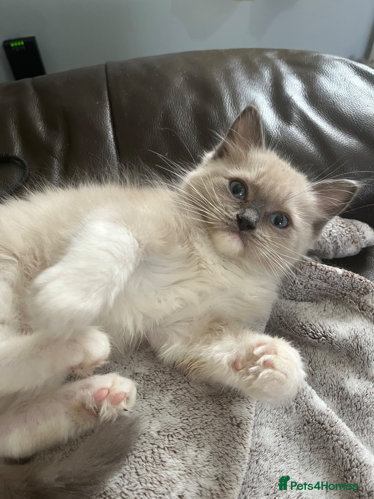 Ragdoll cats Full Pedigree Mink ragdoll male kitten  - Advert 1