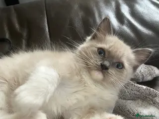 Ragdoll cats Full Pedigree Mink ragdoll male kitten - Advert 1