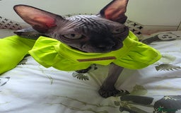 Sphynx cats for sale: Adorable Sphynx kittens💝🐈‍⬛🐈 - Image 29
