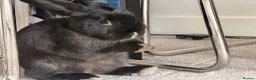 Mixed Breed rabbits for sale: 2 gorgeous rabbits  in Warrington - Advert 8
