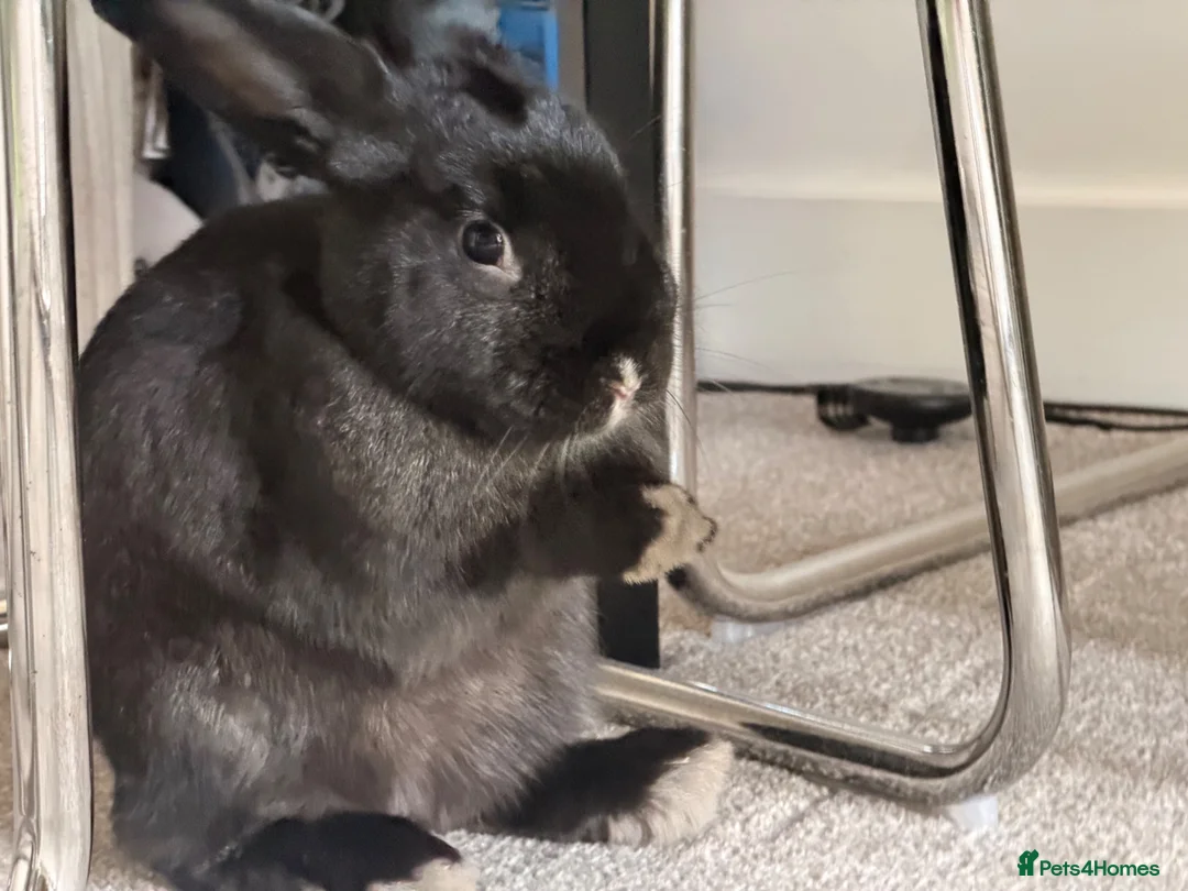 Mixed Breed rabbits for sale: 2 gorgeous rabbits  in Warrington - Advert 8