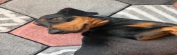 Dachshund dogs for sale: Forsale  in Wellington - Advert 3
