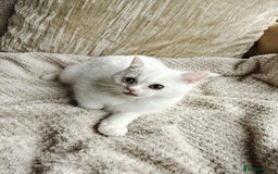 British Shorthair cats for sale: PURE BSH KITTENS  - Image 4