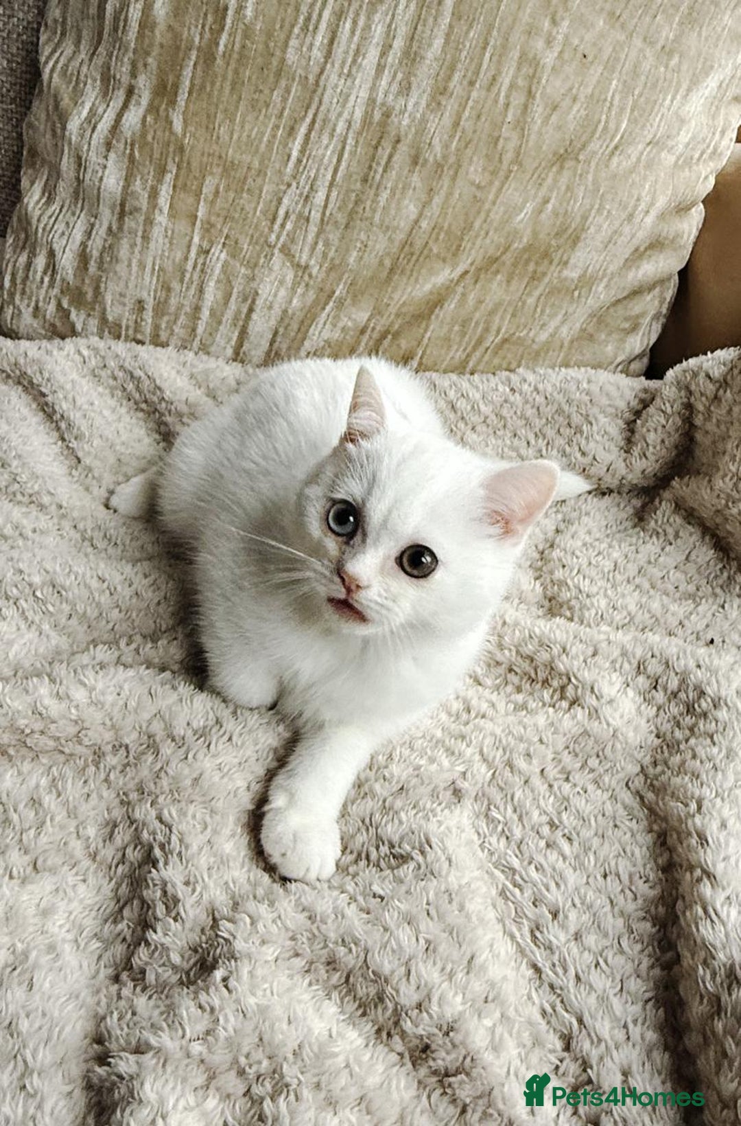 British Shorthair cats for sale: PURE BSH KITTENS  - Image 4
