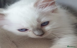 Ragdoll cats for sale: Beautiful GCCF lilac and Cream Point kittens - Image 32