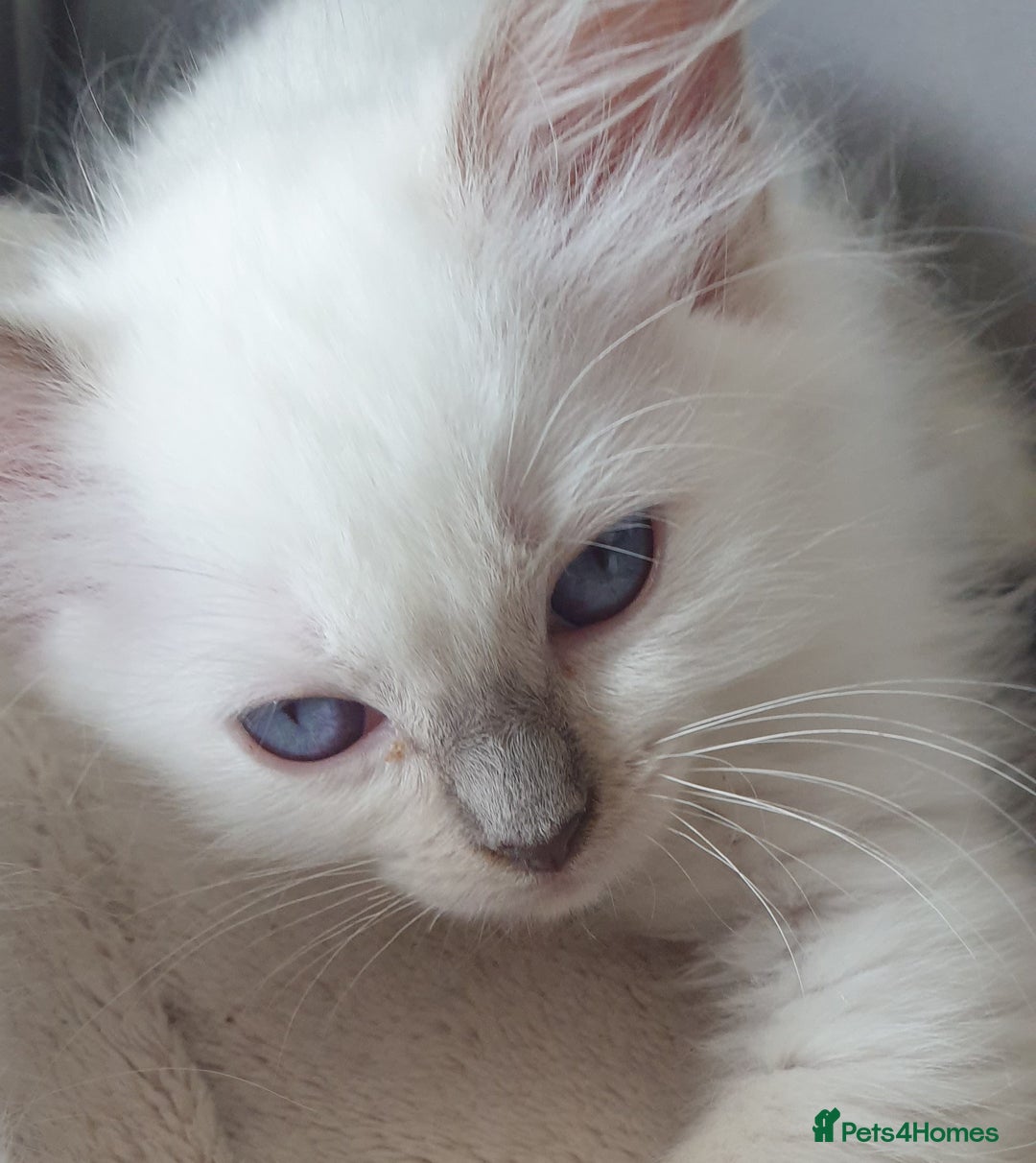 Ragdoll cats for sale: Beautiful GCCF lilac and Cream Point kittens - Image 32