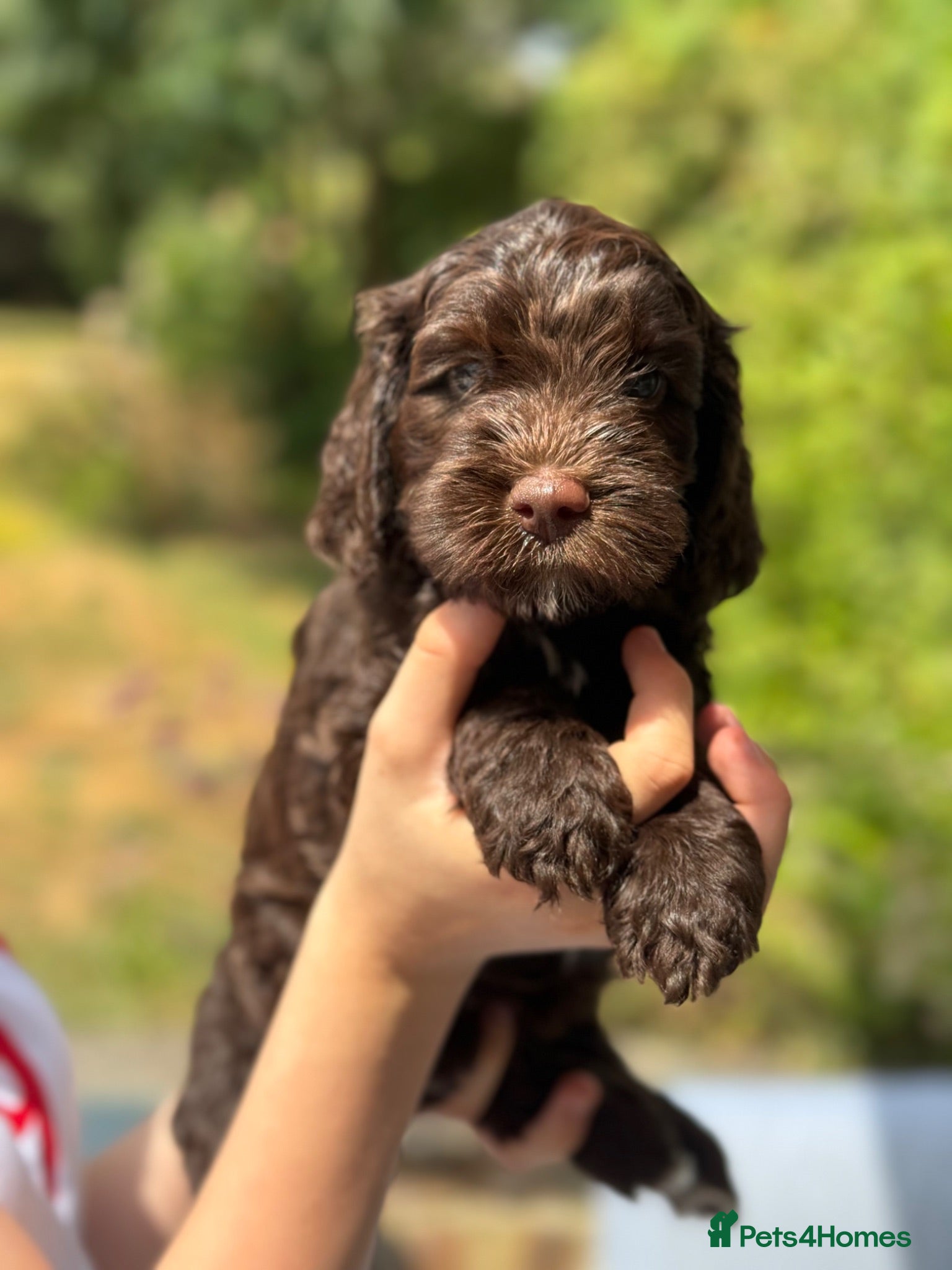 Australian Labradoodle dogs Australian labradoodle puppies Medium - Advert 2