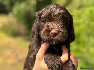 Australian Labradoodle dogs Australian labradoodle puppies Medium - Advert 2