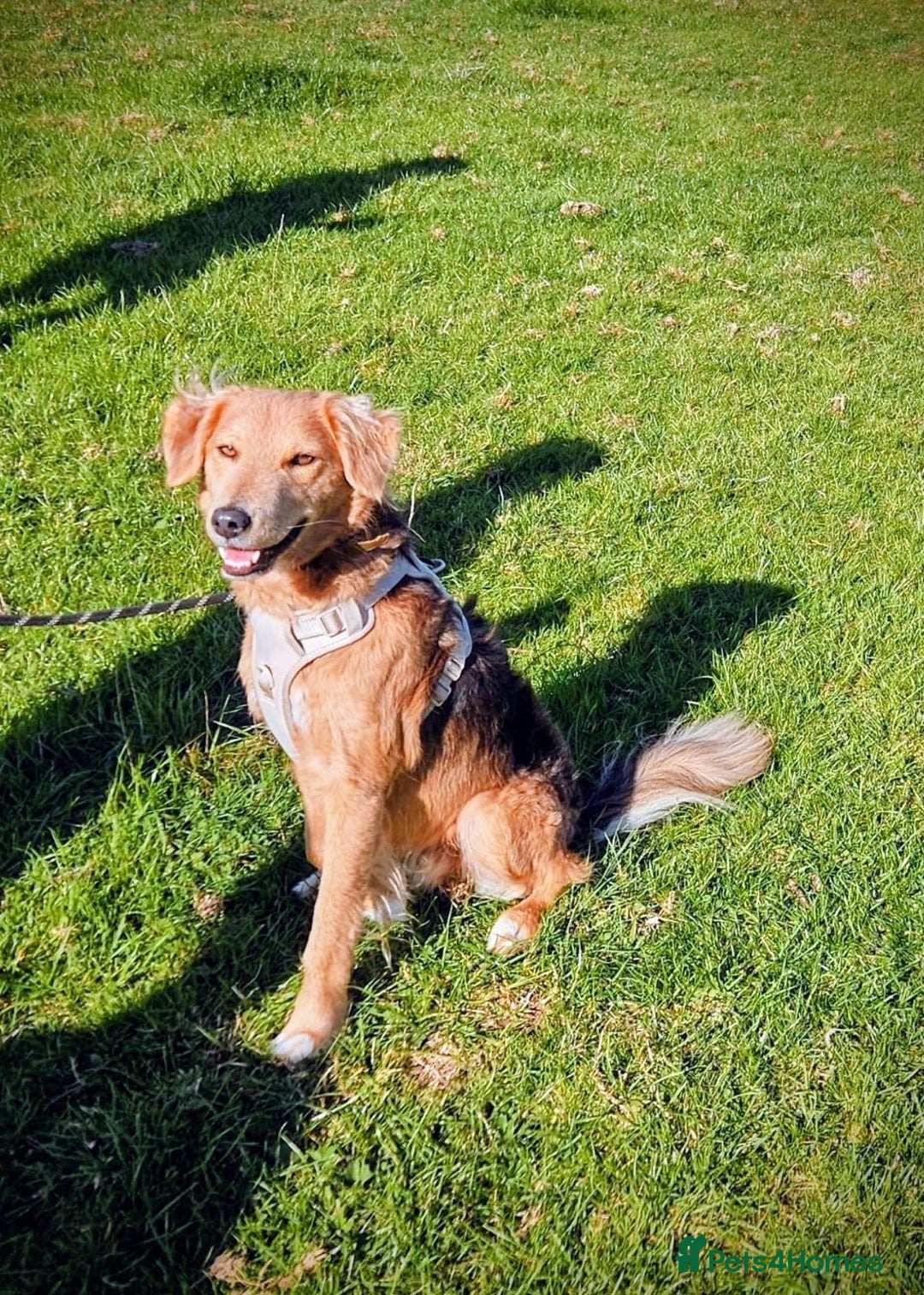 Mixed Breed dogs for adoption: Sweet Nathan Is looking for Love  - Image 12