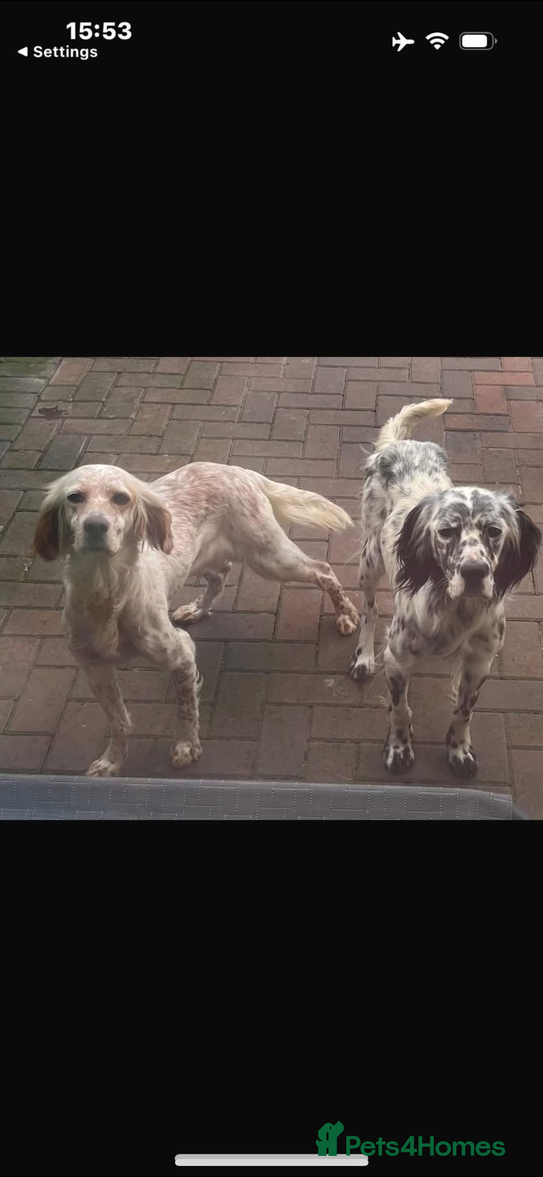 English Setter dogs for sale: English setter pups - Image 9