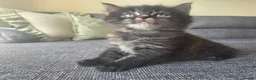 Mixed Breed cats for sale: Adorable long haired girls looking for 5* homes - Advert 4