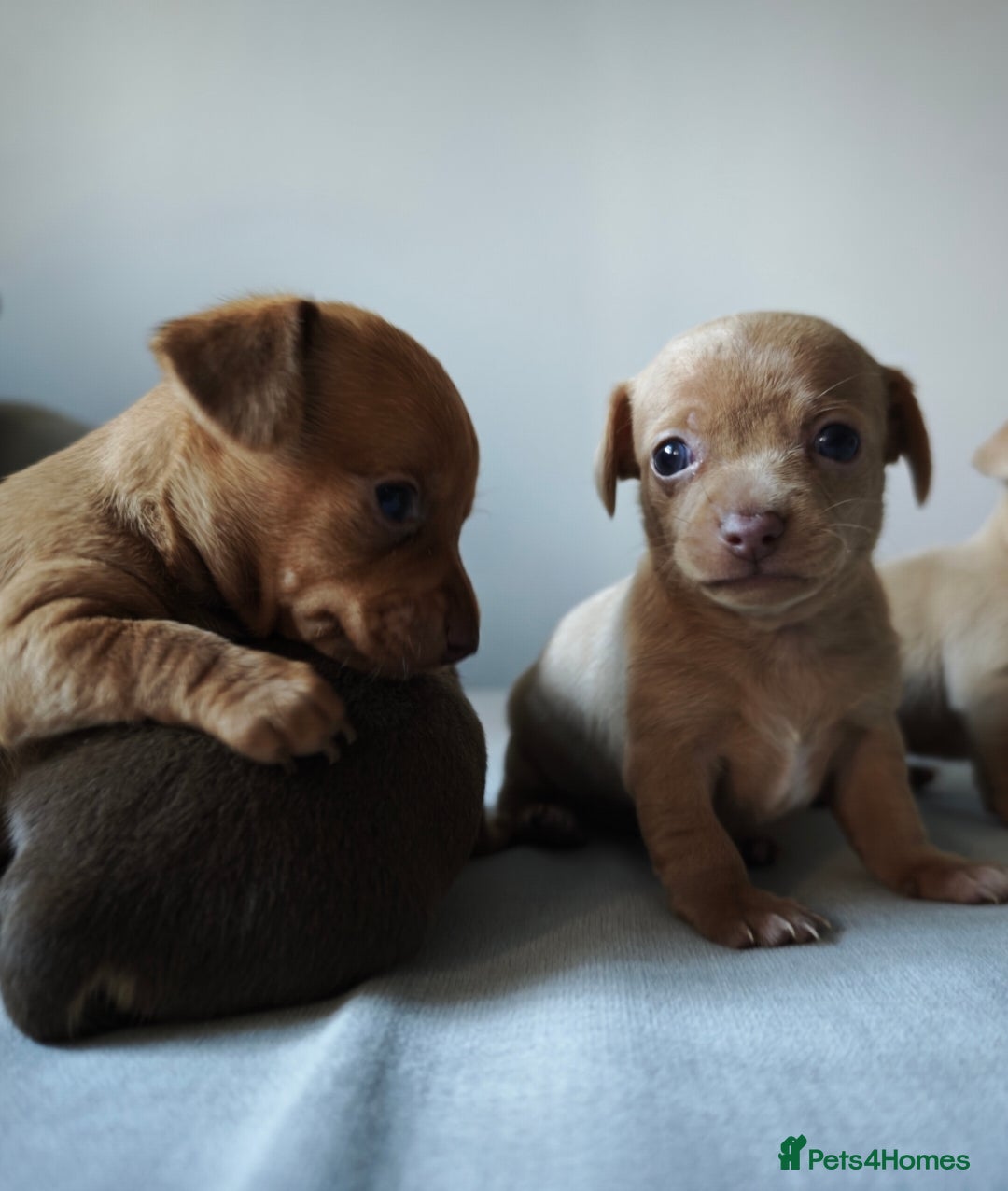 Chiweenie dogs for sale: Stunning Micro Chiweenie Litter - Smallest in UK - Advert 8