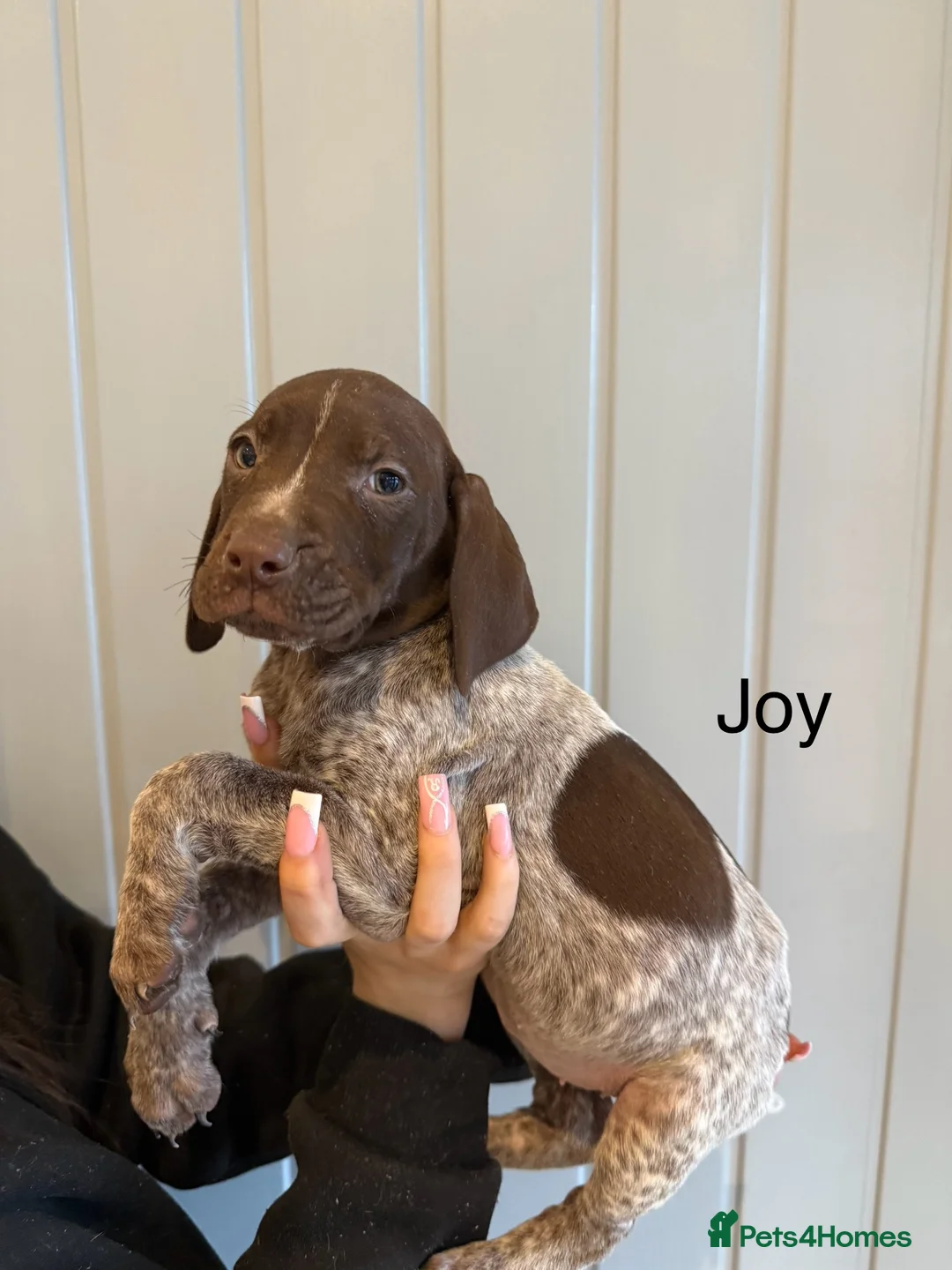 German Shorthaired Pointer dogs for sale: 🌼German shorthaired pointer puppies 🌼 - Advert 12