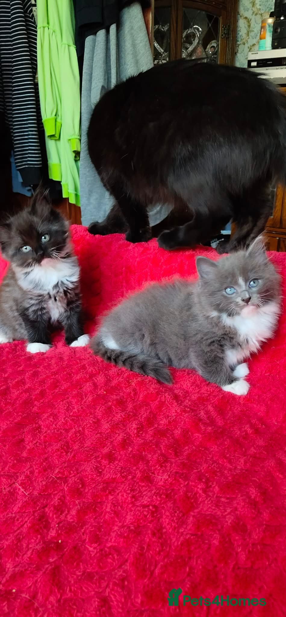 Ragdoll cats Kittens - Advert 2