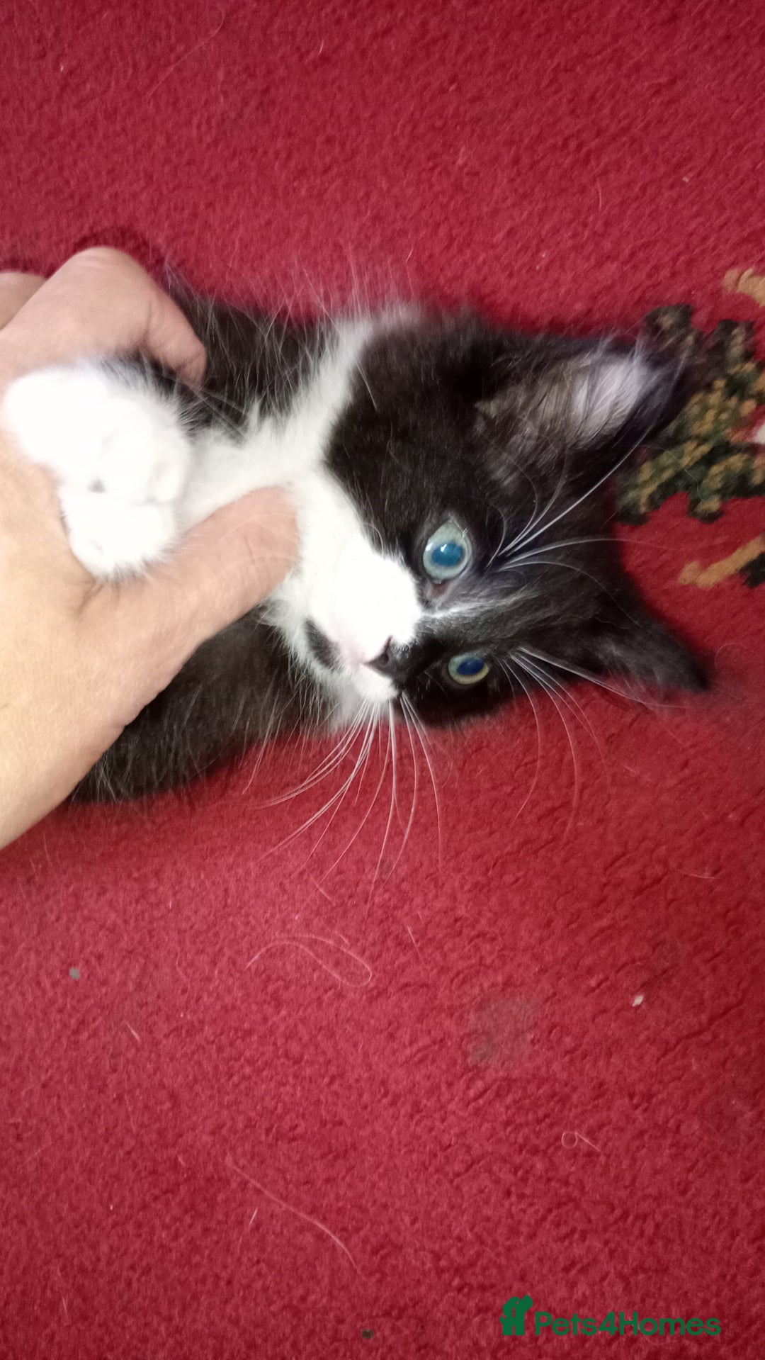 Mixed Breed cats for sale: Fluffy lovely kitten looking for home - Image 3