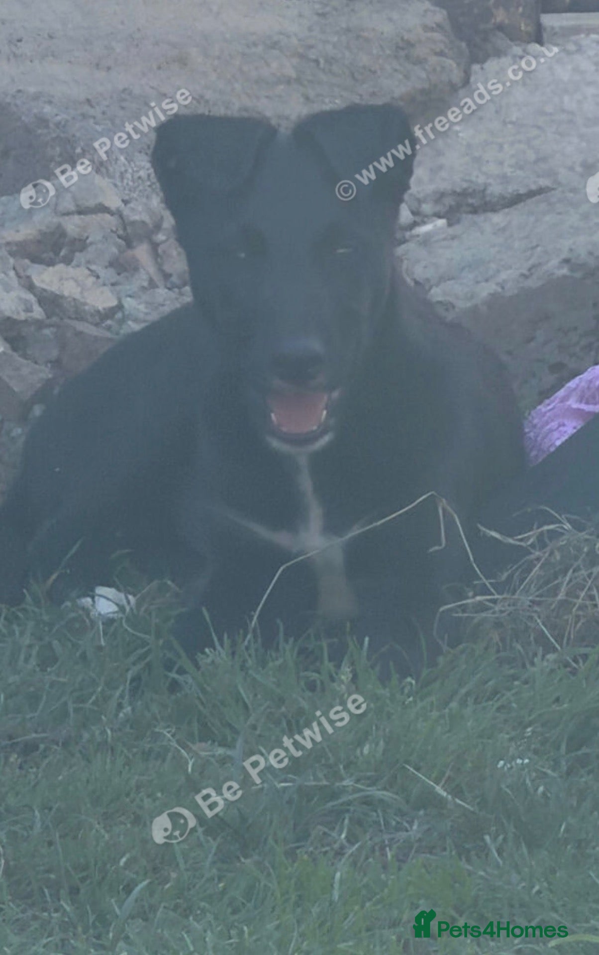 Mixed Breed dogs Deerhound x coile greyhound - Advert 1