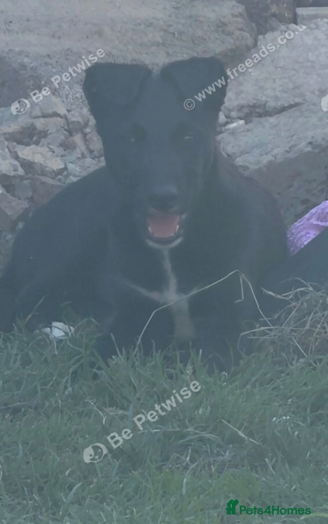 Mixed Breed dogs for sale: Deerhound x coile greyhound - Advert 1