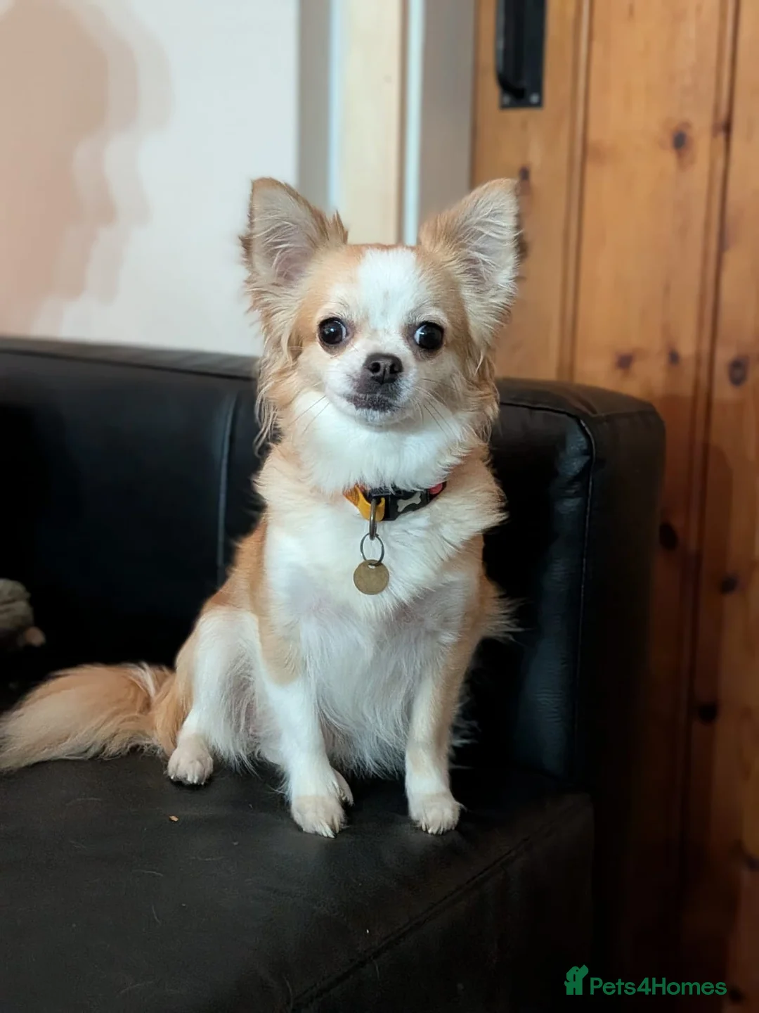 Chiweenie dogs for sale: Two beautiful tiny Chiweenies for sale - Advert 2