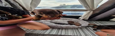 Miniature Dachshund 3
