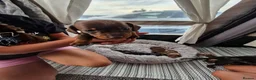 Miniature Dachshund dogs for sale: Miniature dachshund puppies  in Gloucester - Advert 8