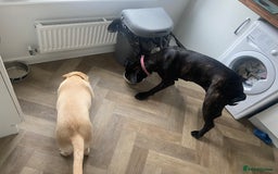 Cane Corso dogs for sale: Cane Corso (nala) - Image 4
