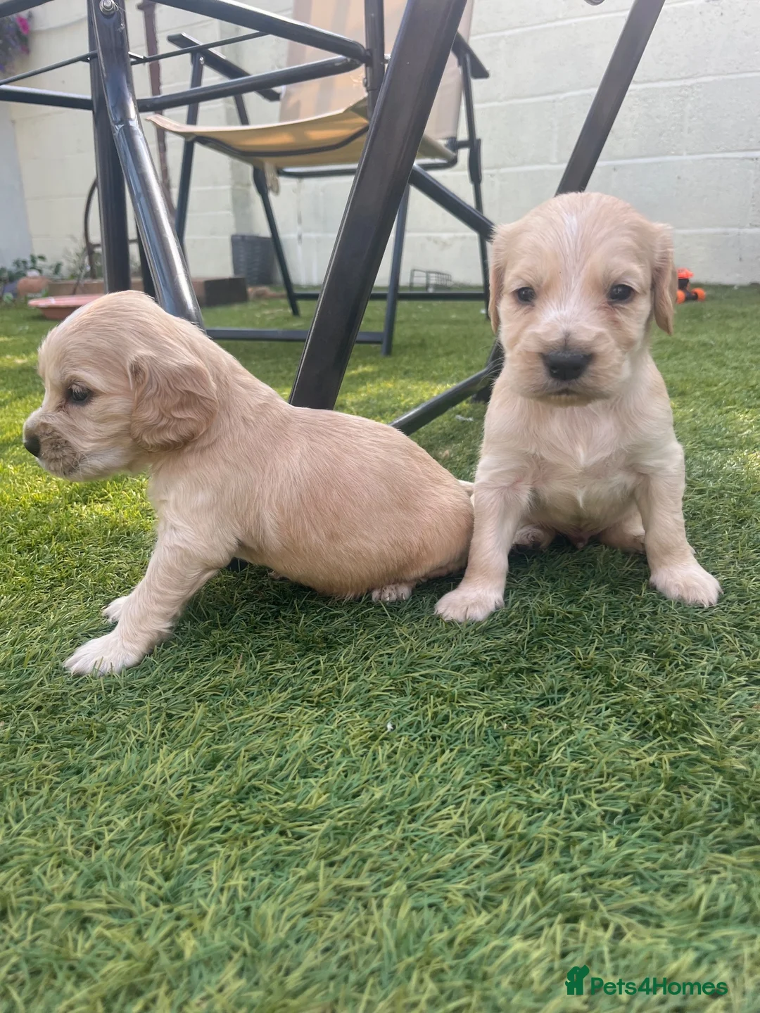 Cocker Spaniel dogs for sale: Beautiful litter of cocker spaniel puppies  - Advert 10