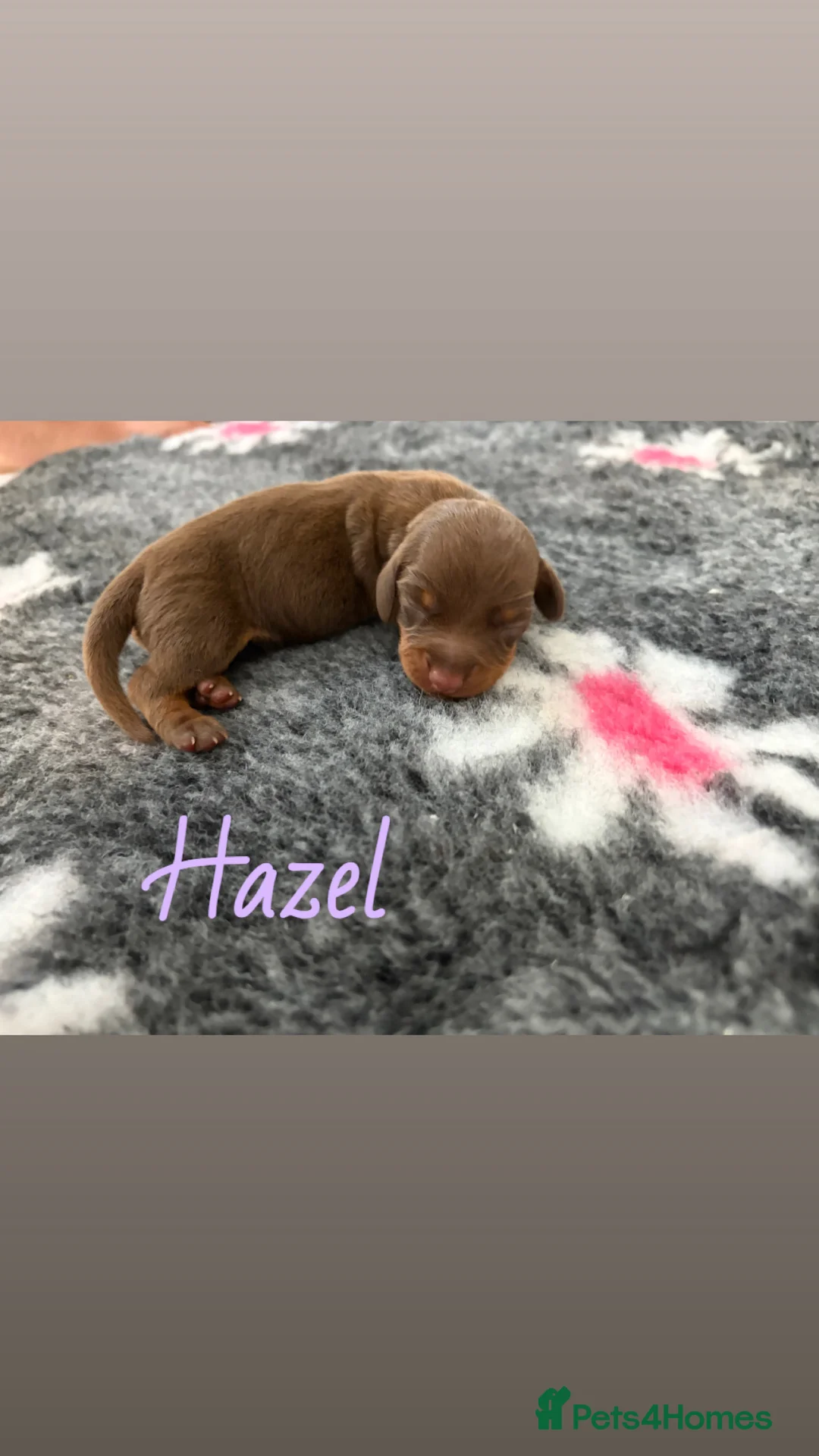 Miniature Dachshund dogs for sale: KC reg & health tested  - Advert 2