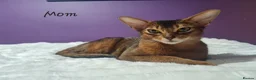 Abyssinian cats for sale: LAST TWO ABYSSINIAN MALE - Advert 20