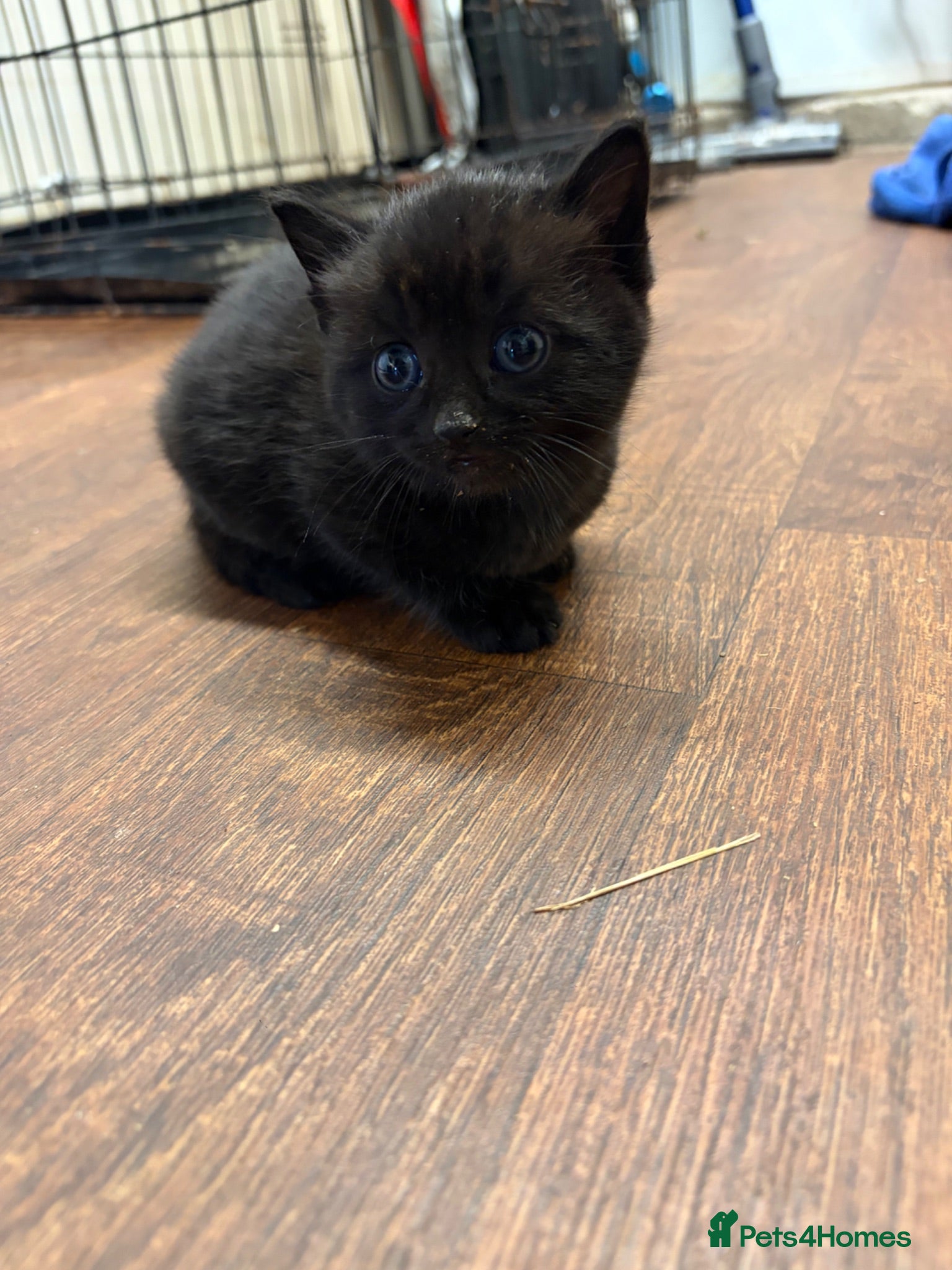 Mixed Breed cats 3 black female kitten with blue eyes - Advert 1