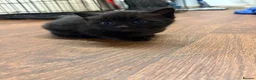 Mixed Breed cats for sale: 3 black female kitten with blue eyes - Advert 1