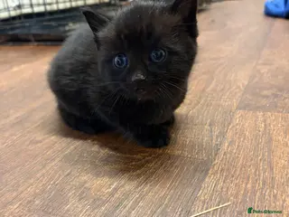 Mixed Breed cats 3 black female kitten with blue eyes - Advert 3