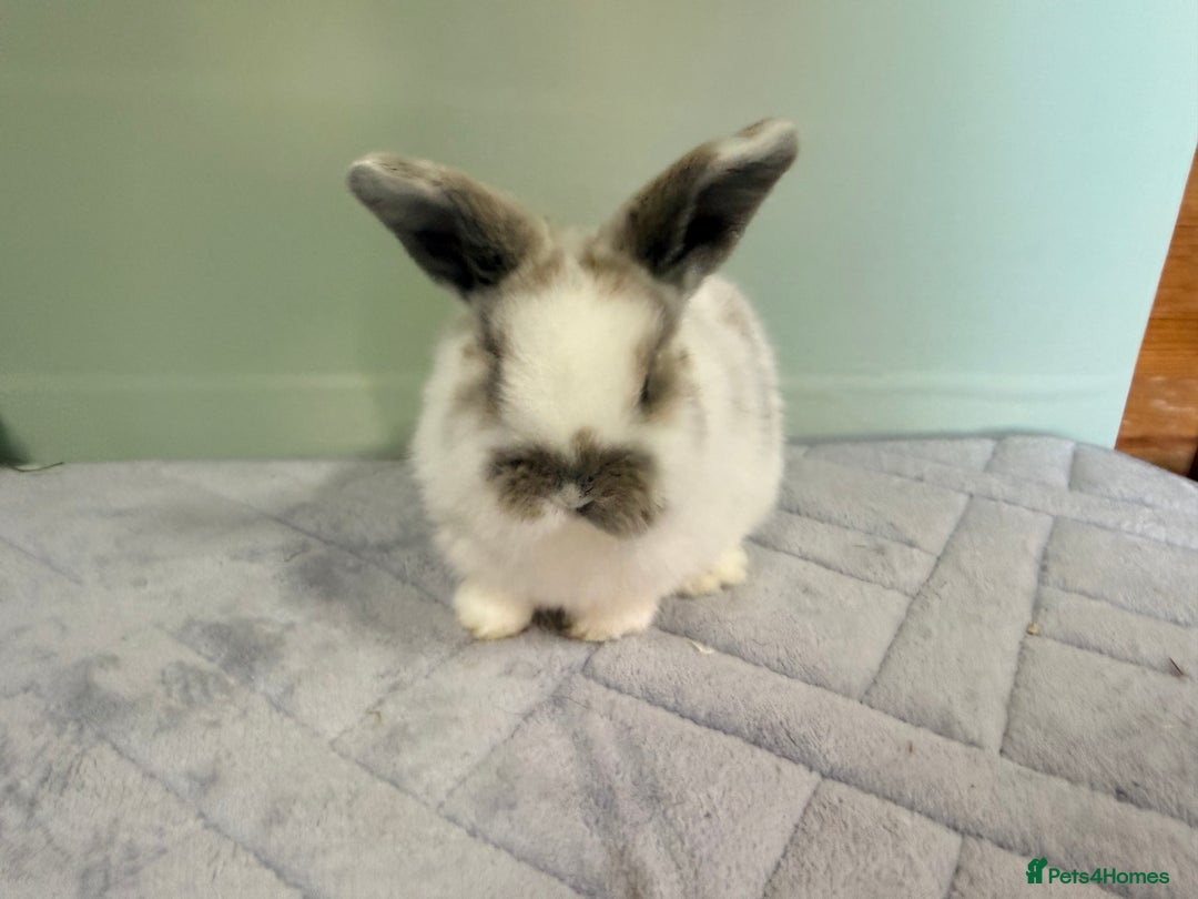 Mini Lop rabbits for sale: Mini lops  - Advert 3