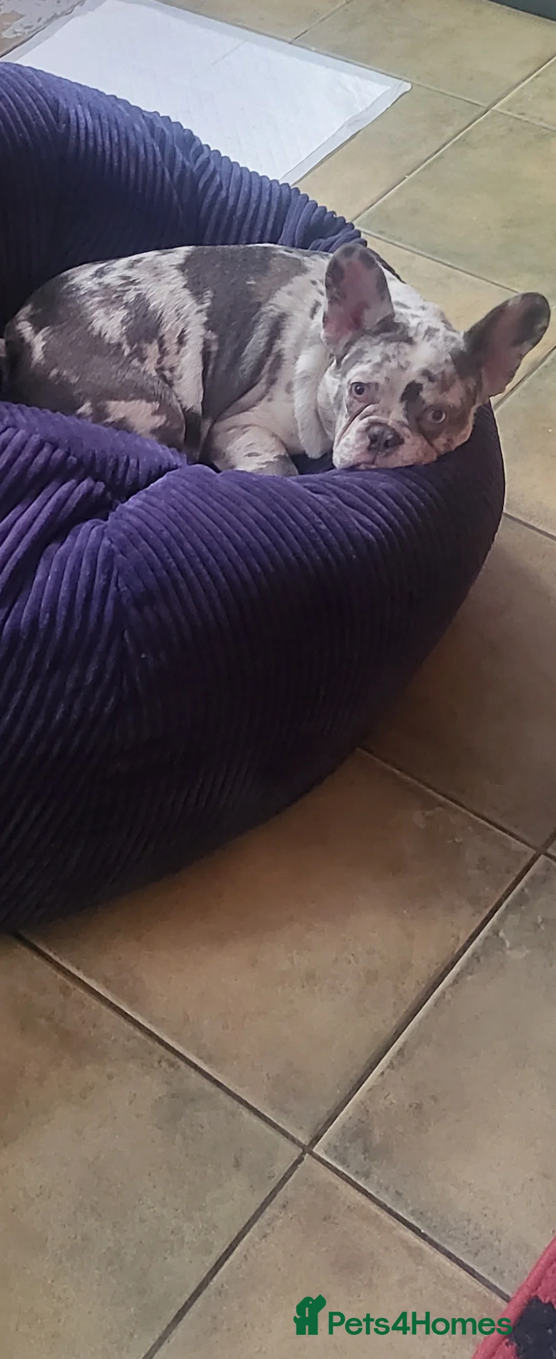 French Bulldog dogs for sale: French Bulldog for sale - Advert 10