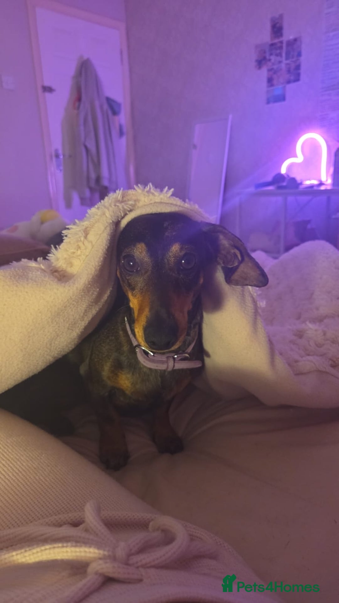 Dachshund dogs for sale: Dachshund  - Image 2
