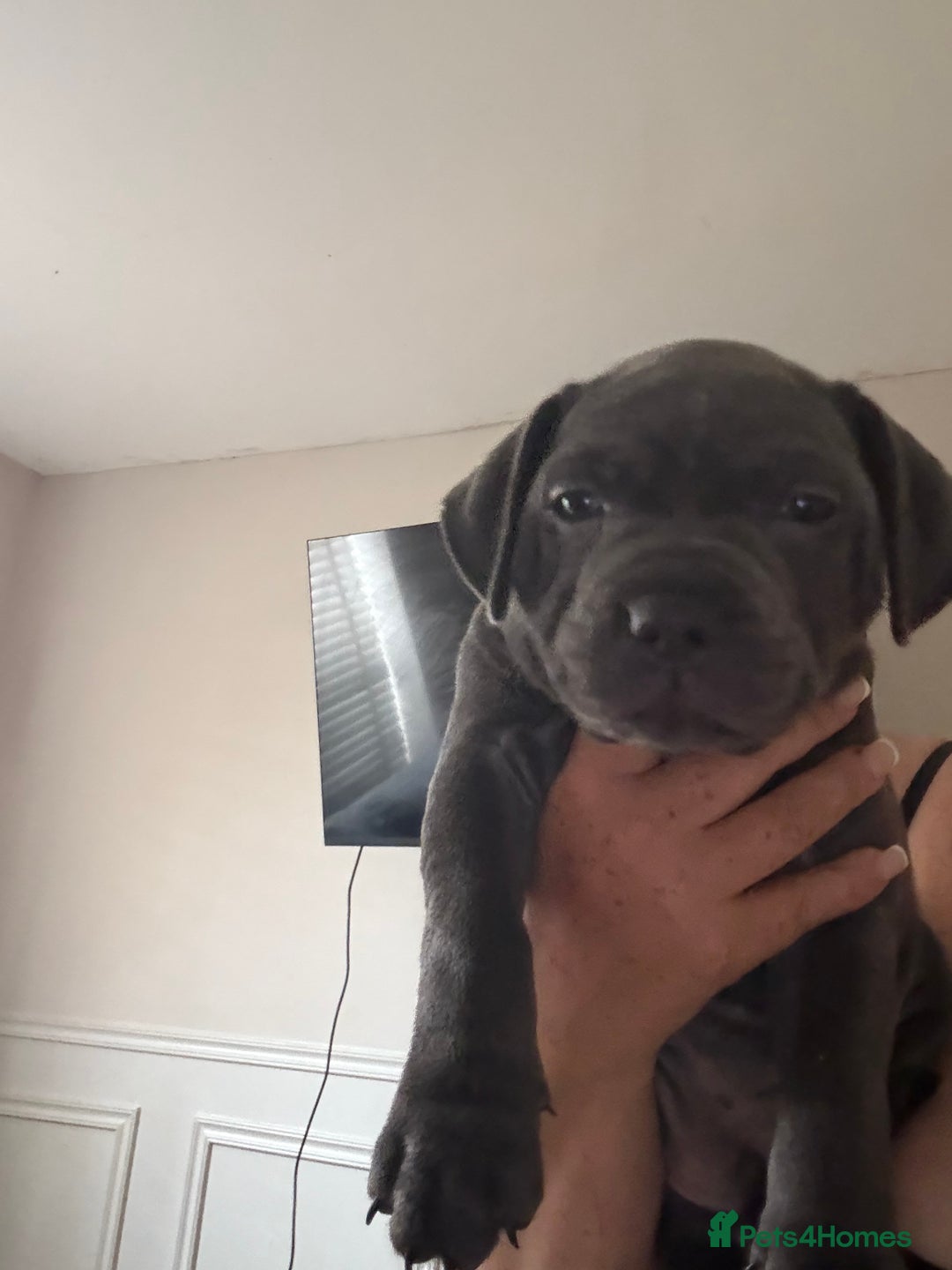 Staffordshire Bull Terrier dogs for sale: READY NOW 1 gorgeous blue staffy puppy left  - Image 3
