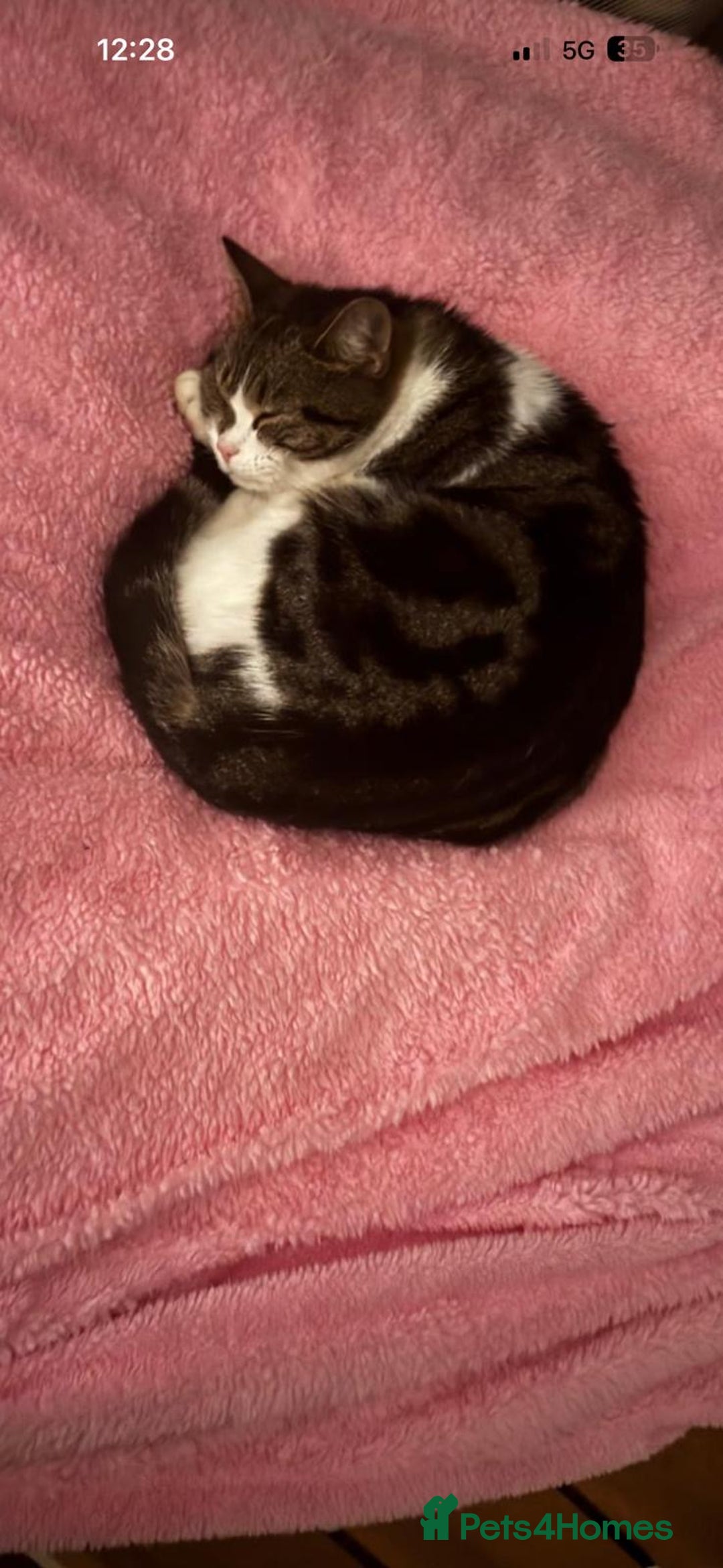 Mixed Breed cats for sale: Maisie the cat looking for loving home  - Advert 6