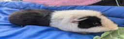 Guinea Pig rodents for sale: Teddy guinea pigs boys from 5 months old - Advert 15
