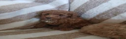 Toy Poodle dogs for sale: Toy poodle puppys - Advert 10