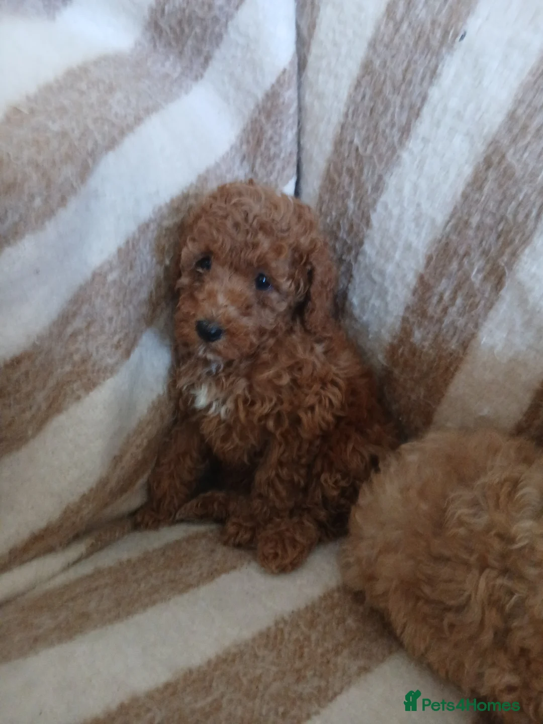 Toy Poodle dogs for sale: Toy poodle puppys - Advert 10