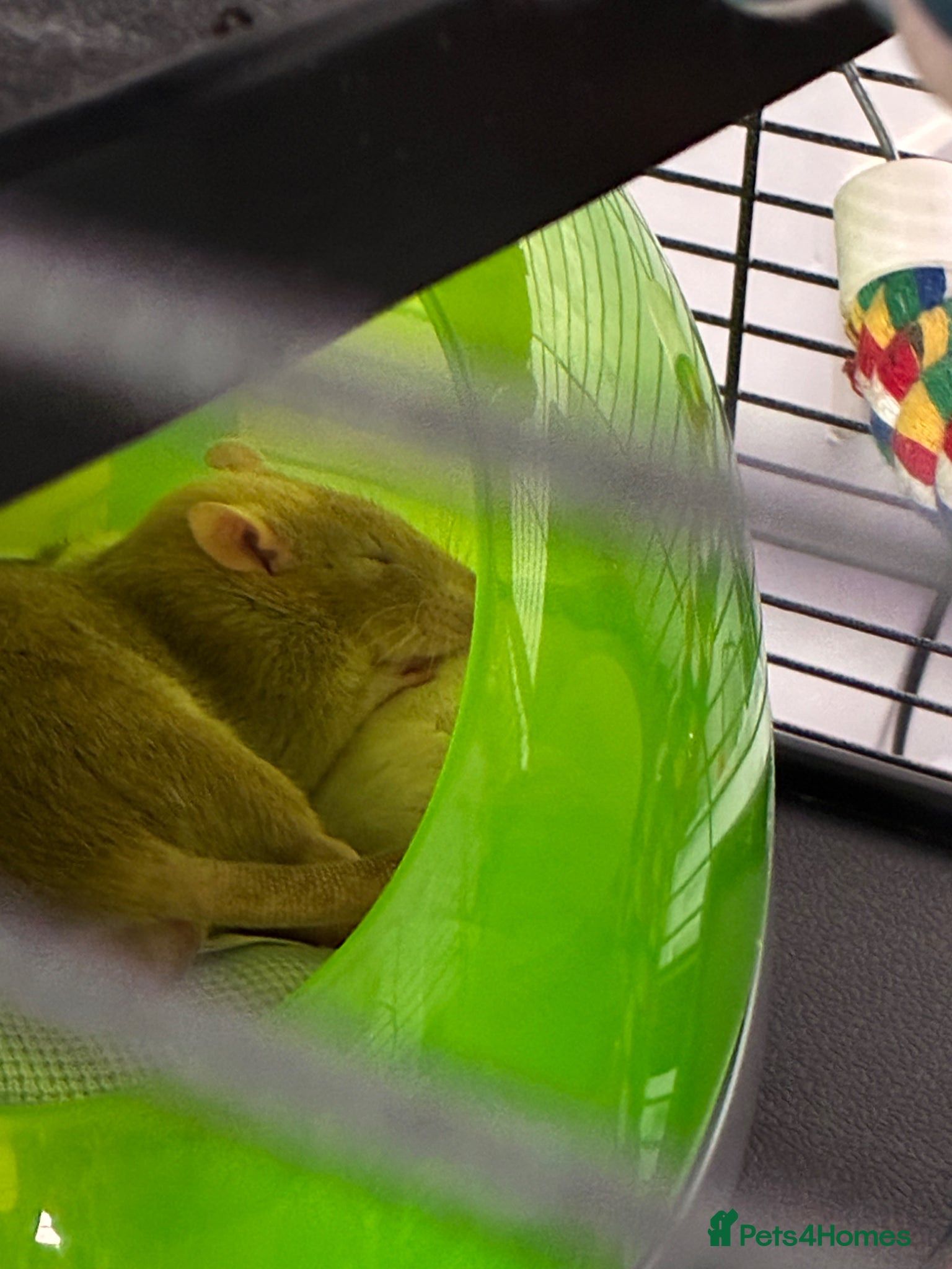 Rat rodents 2 x boys - Advert 1