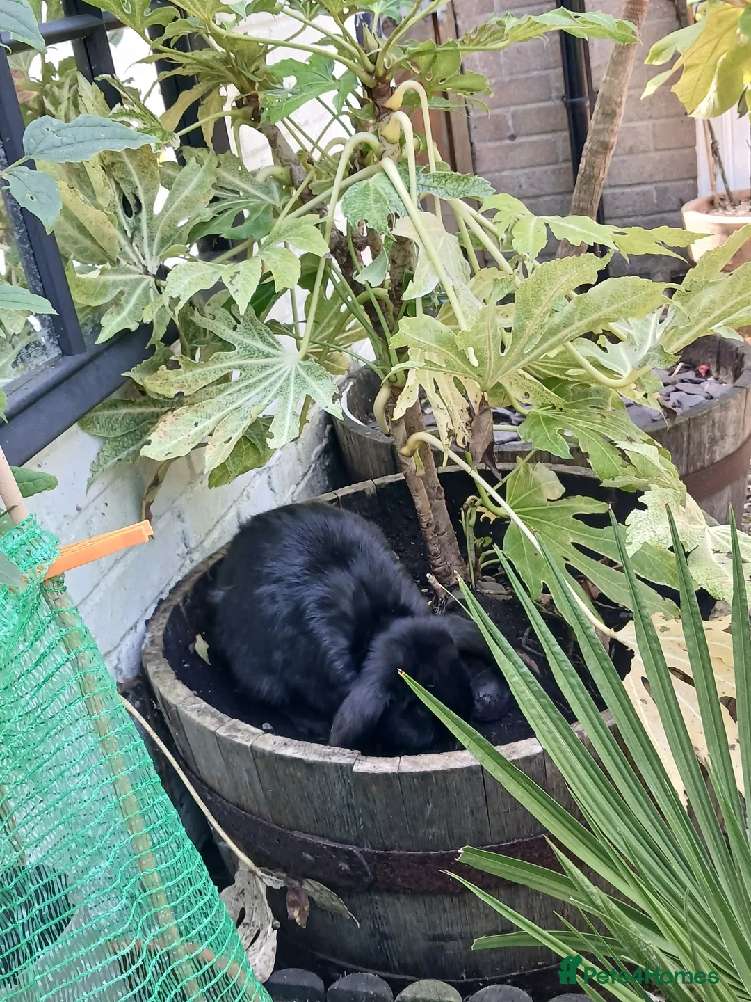 British Giant rabbits for sale: Black 3 month female giant french lop - Advert 2