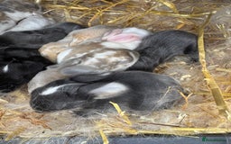 Mini Lop rabbits for sale: Mini lop baby rabbits for sale - Image 3