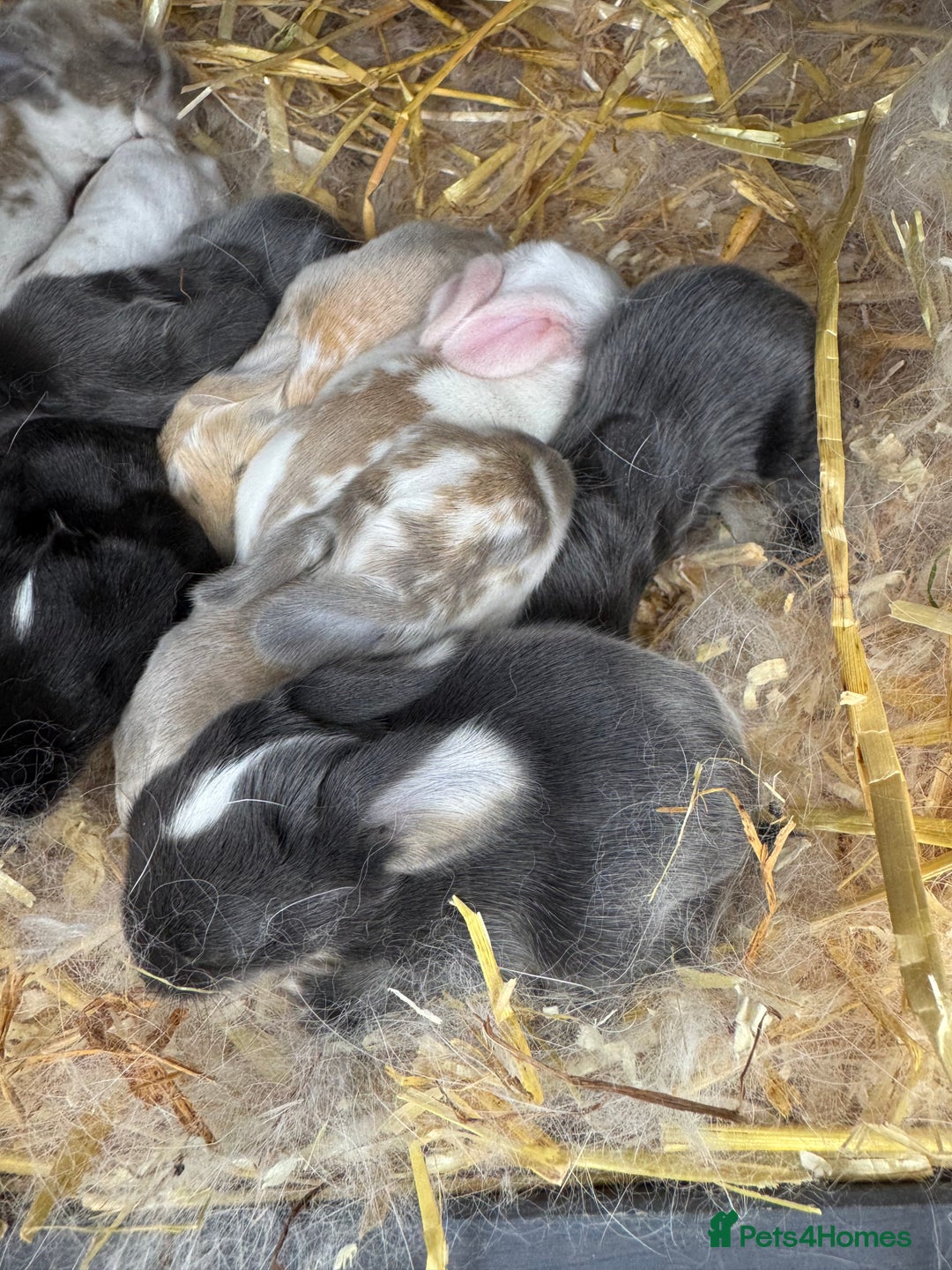 Mini Lop rabbits for sale: Mini lop baby rabbits for sale - Image 3