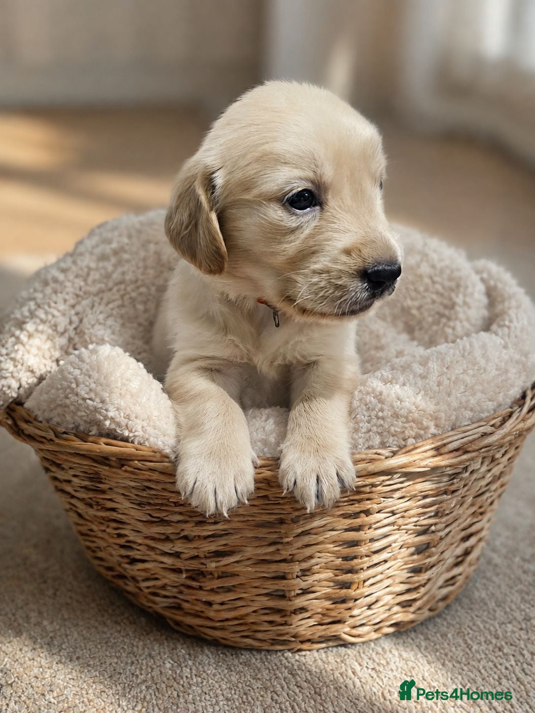 Golden Retriever dogs Golden Retriever puppies  KC registered  - Advert 1