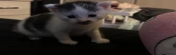 Mixed Breed cats for sale: 1 male kitten  - Advert 4