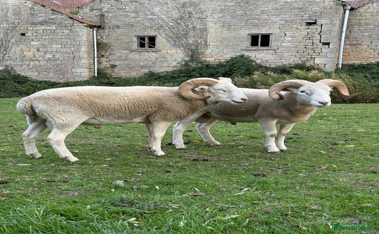 Sheep livestock - Advert 1